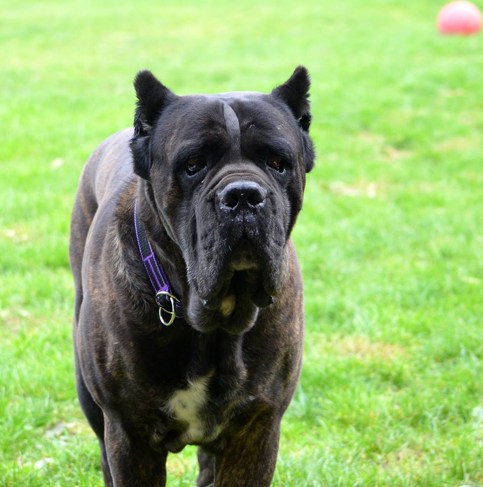 Forest jest już u nas !